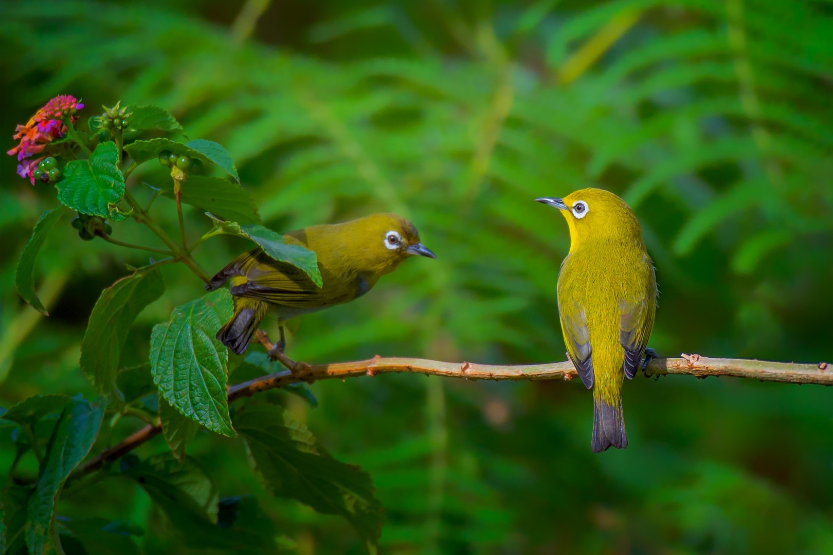 Japanese White-eye