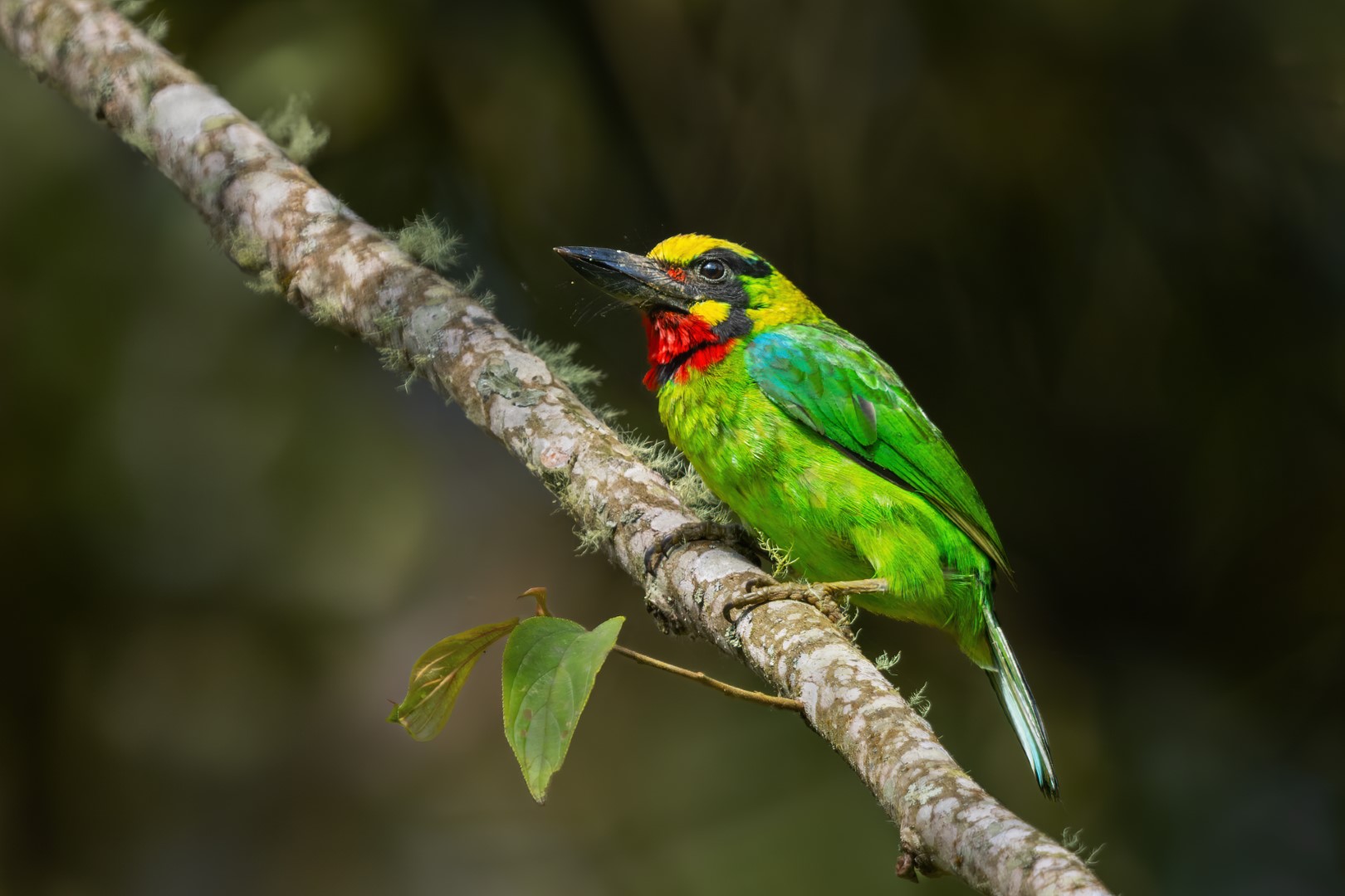 Javan Barbet