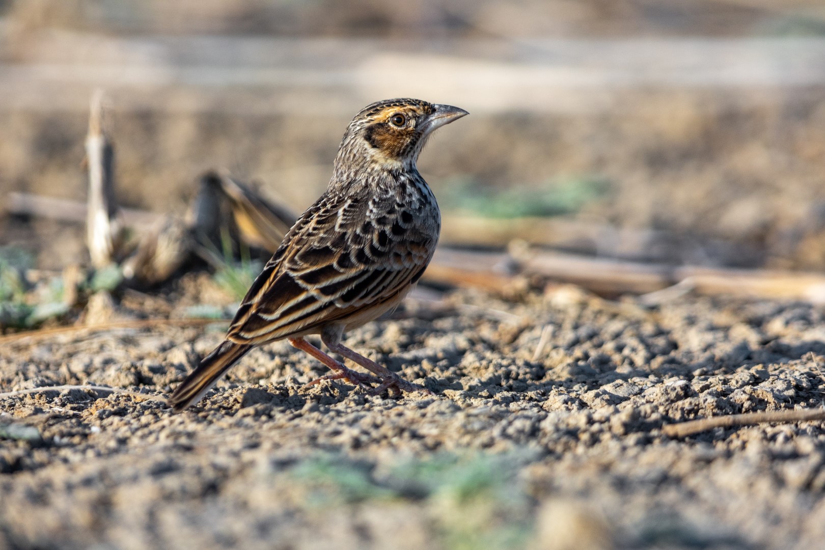 Javan Bushlark