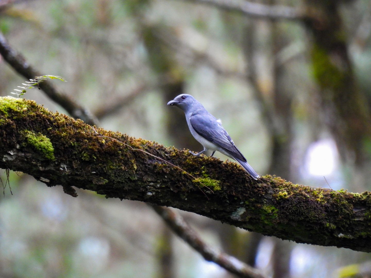 Javan Cuckooshrike