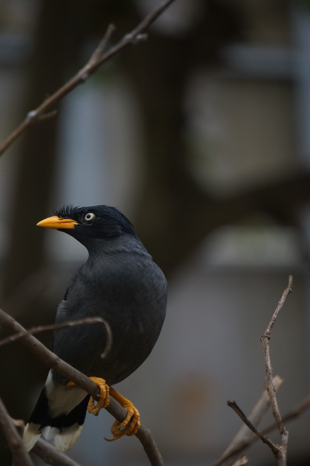 Javan Myna
