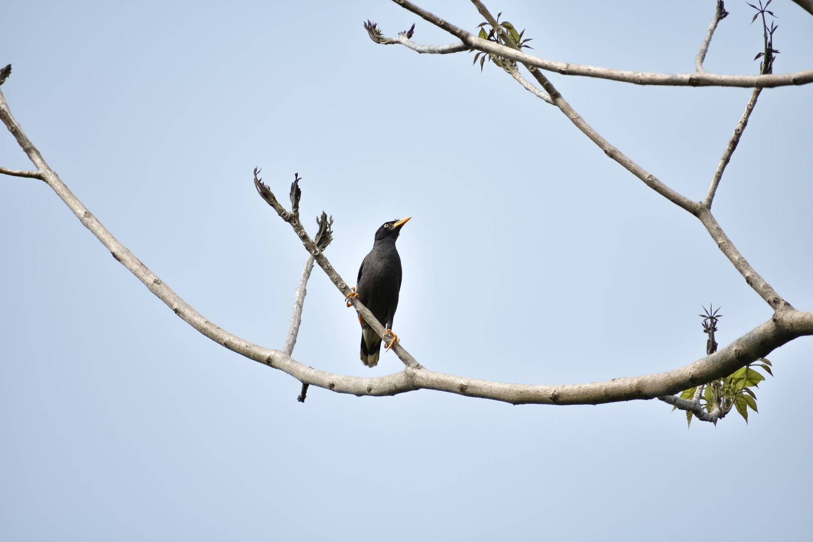 Javan Myna
