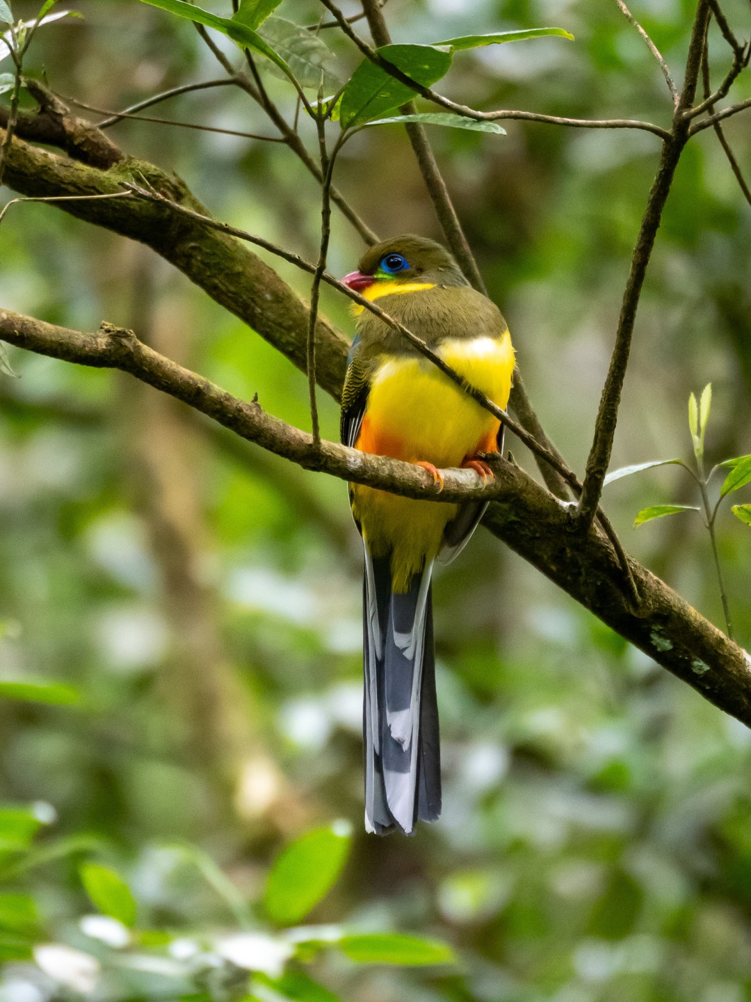 Javan Trogon