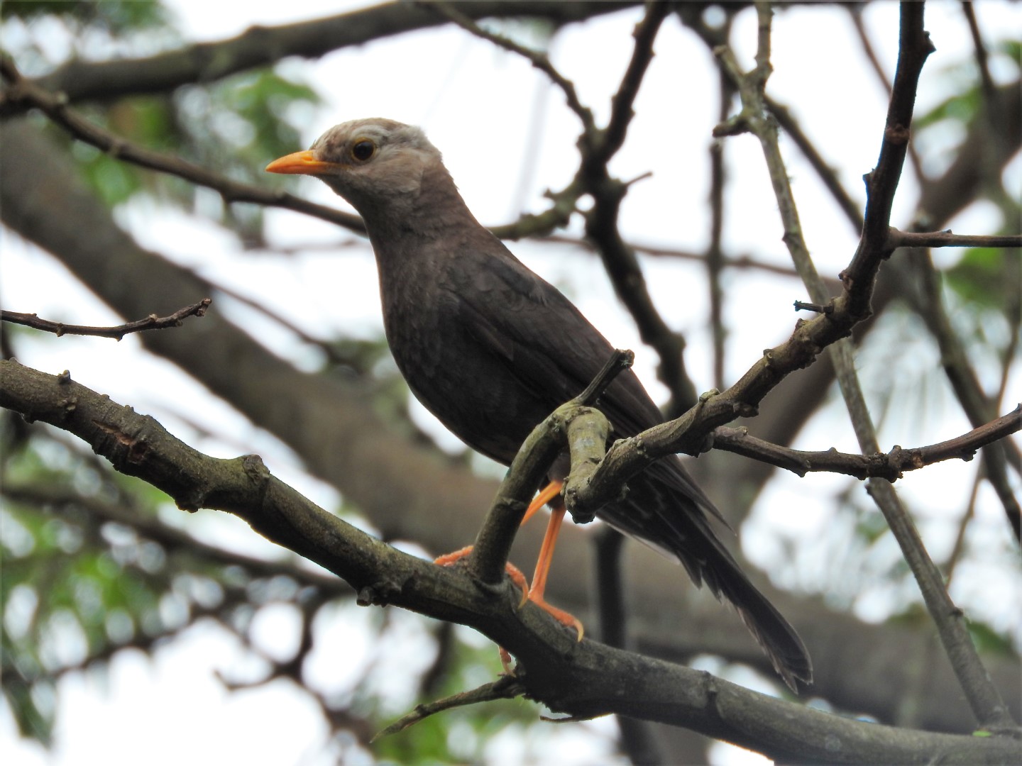 Javan Whistling Thrush