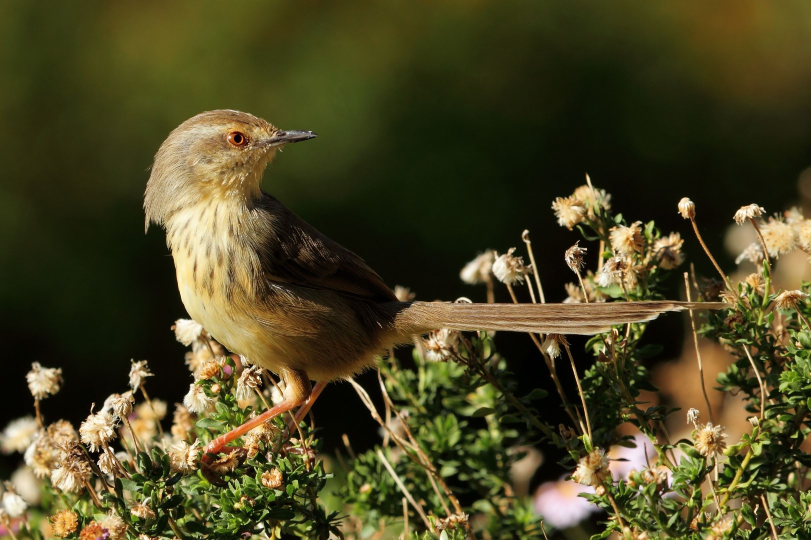 Javan Wren-Warbler