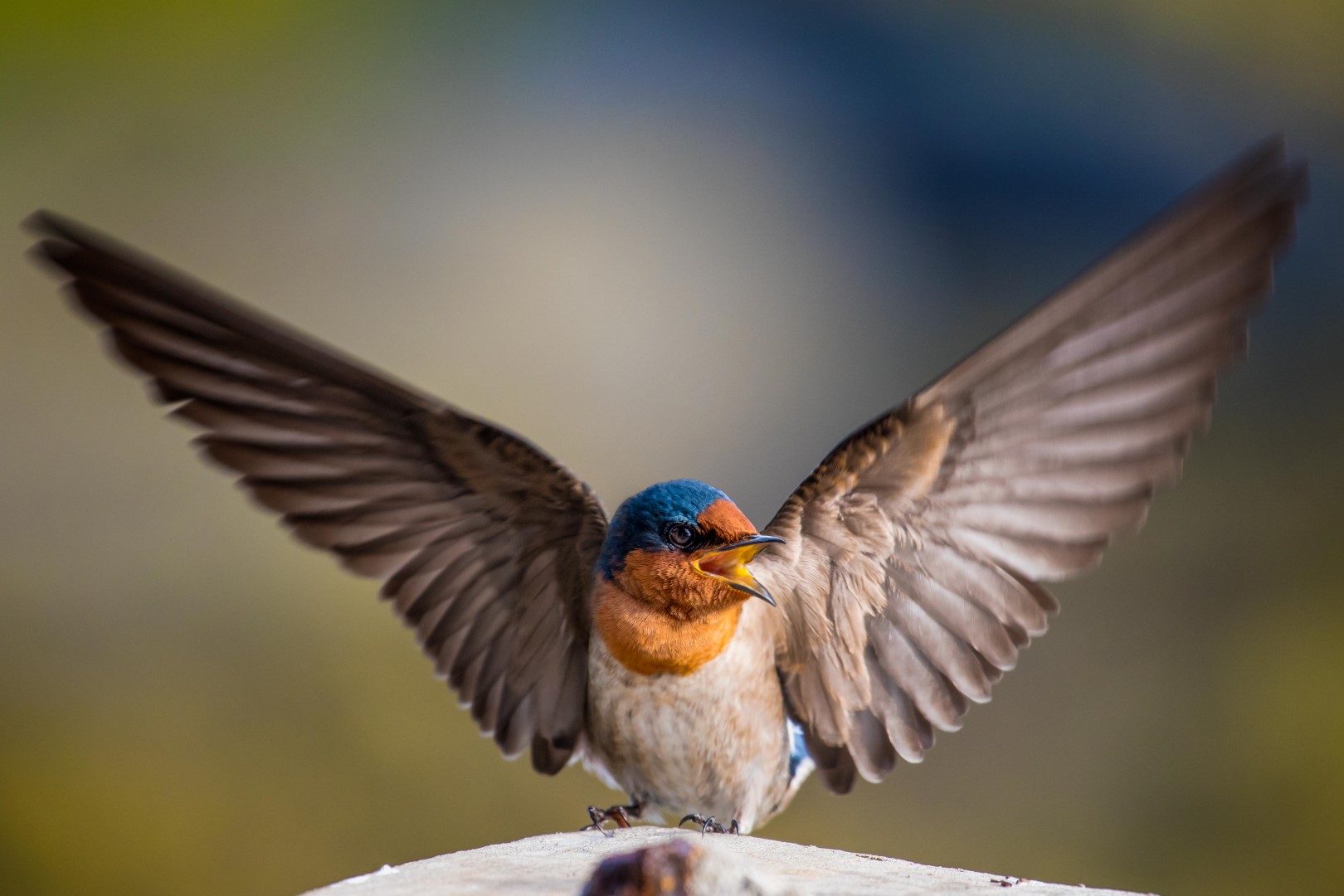 Javanese Cuckooshrike