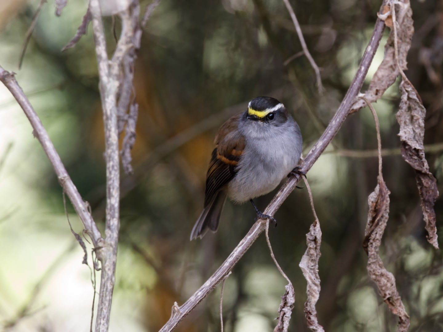 Jelski's Silvicultrix