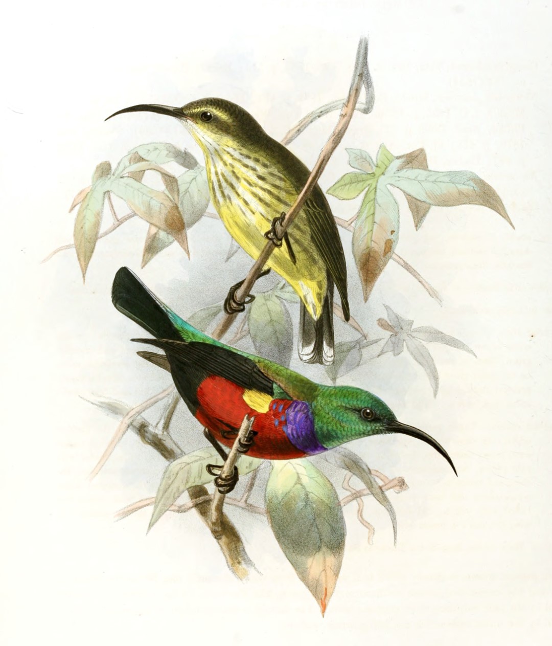 Johanna's Sunbird