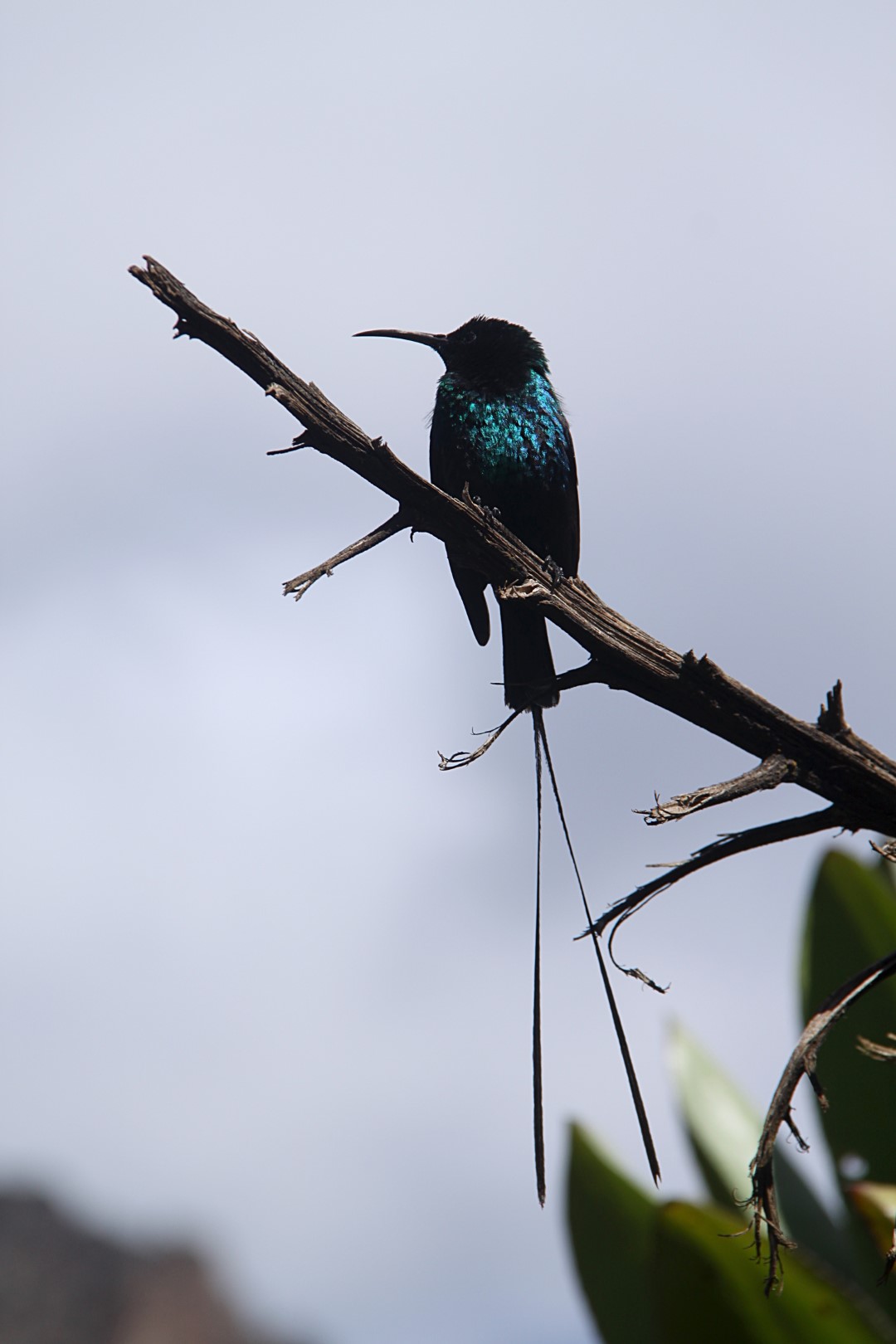 Johnston's Sunbird