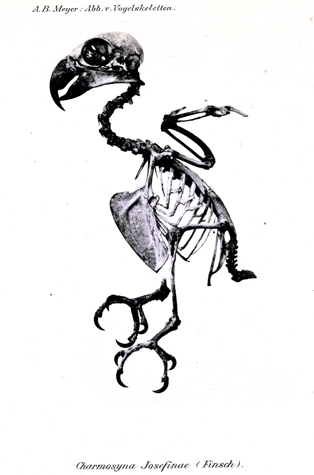 Josephine's lorikeet