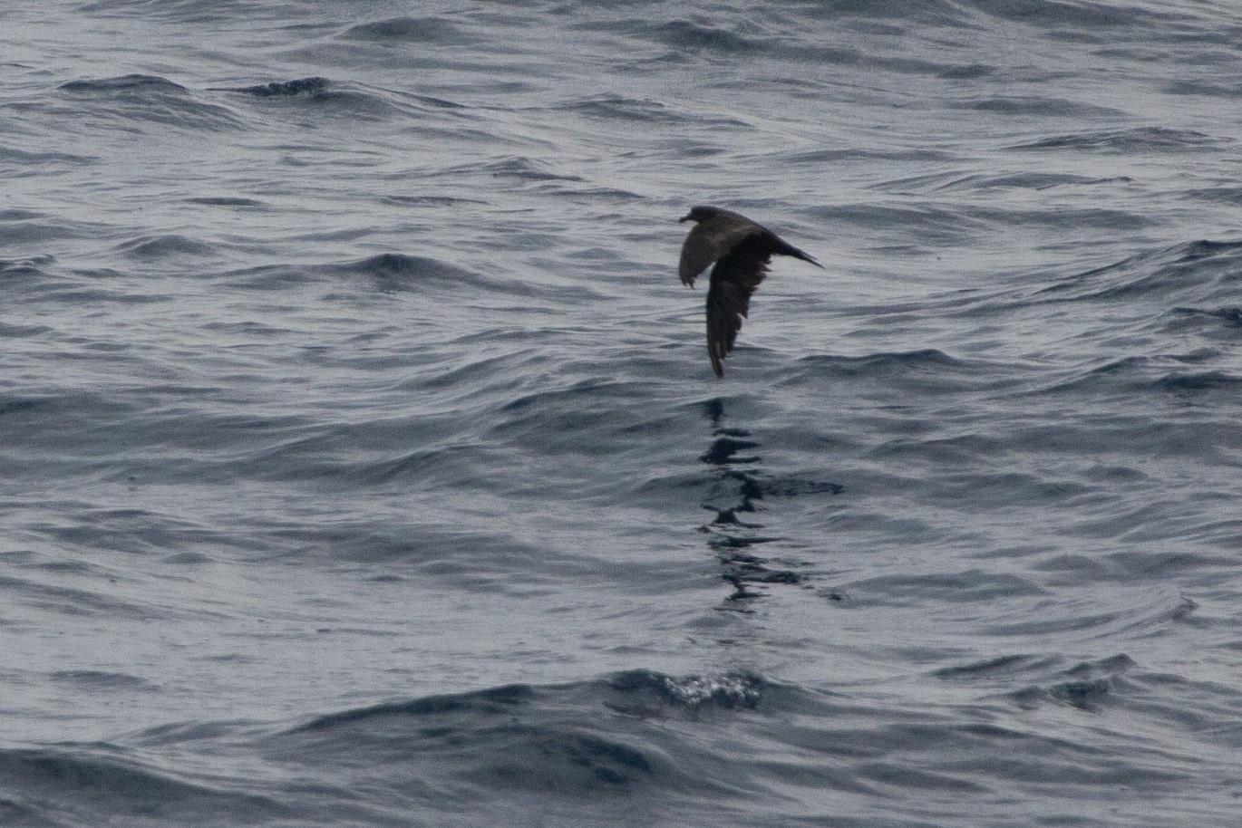 Jouanin's Petrel