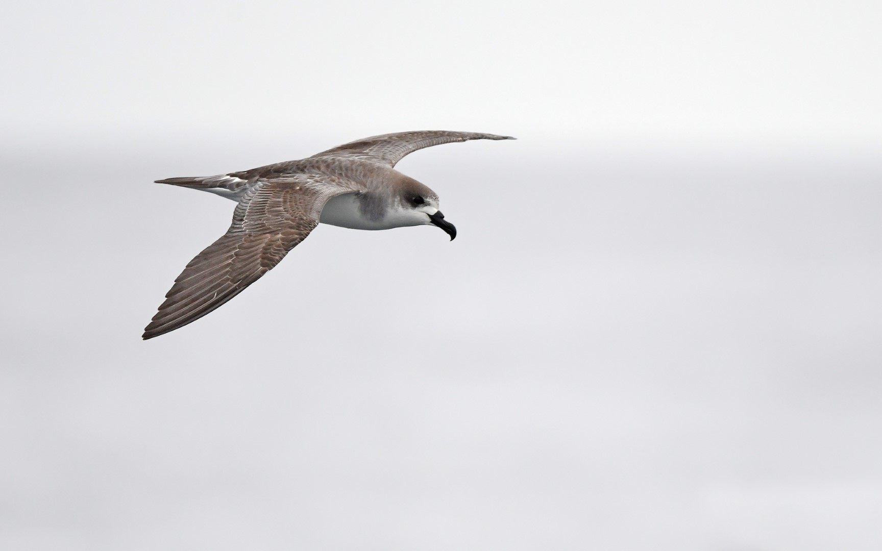 Juan Fernandez Petrel