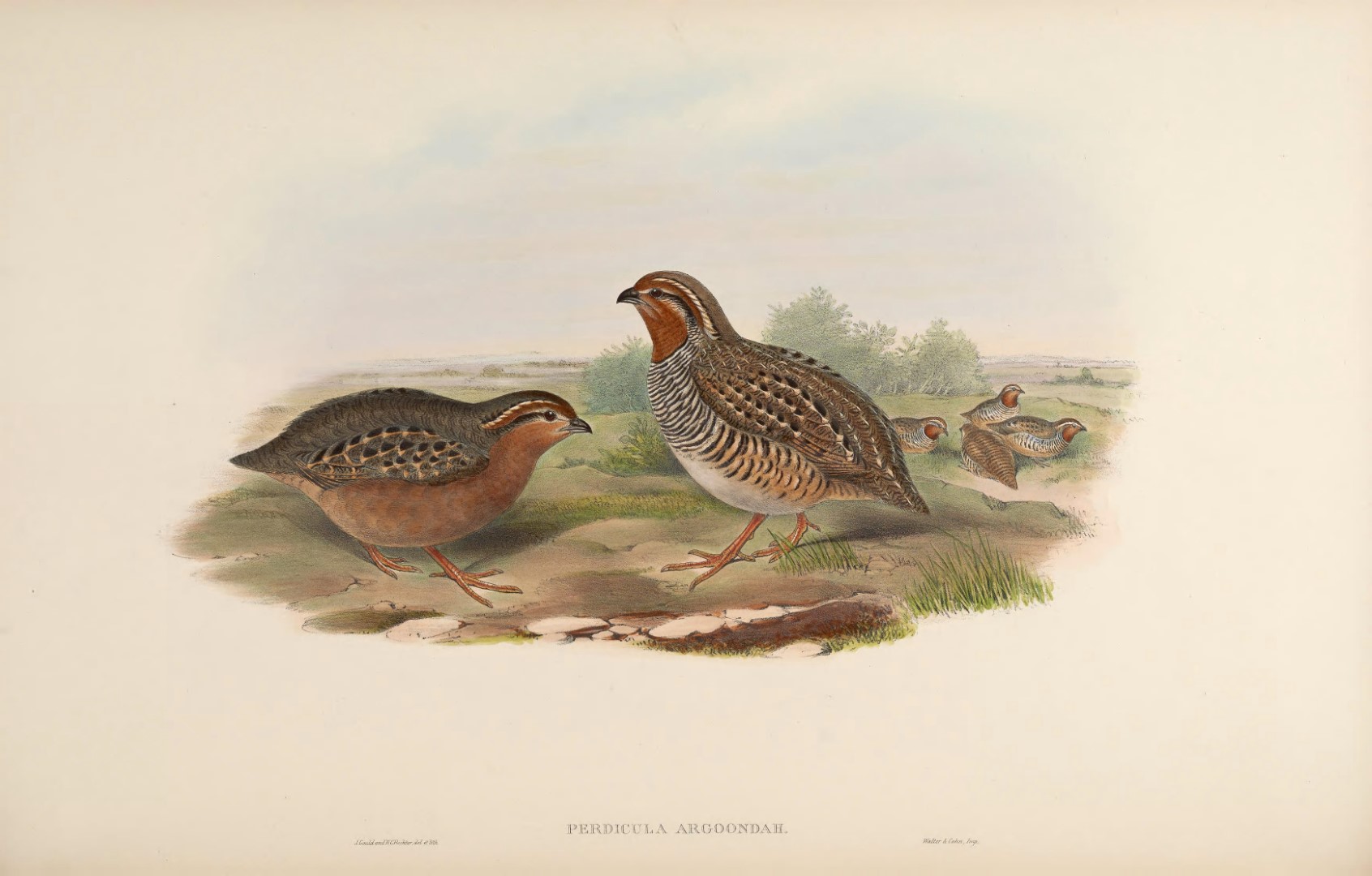 Jungle Bush Quail