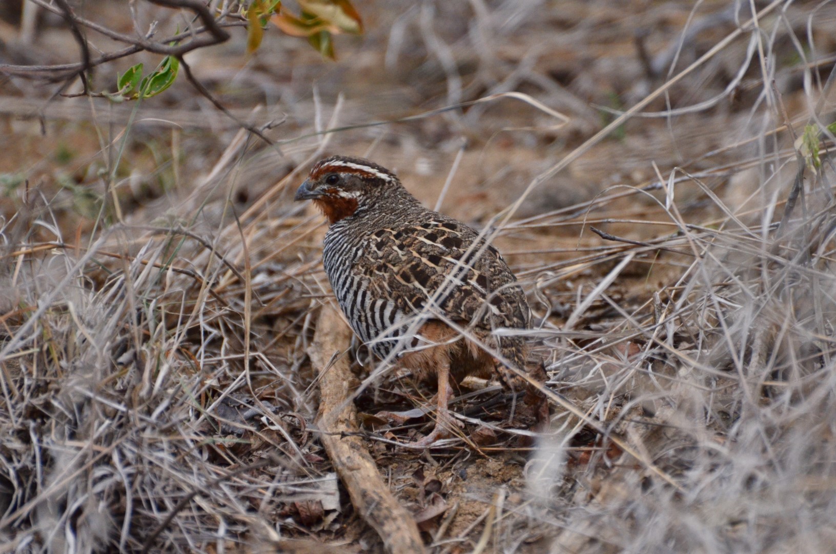Jungle Bush Quail