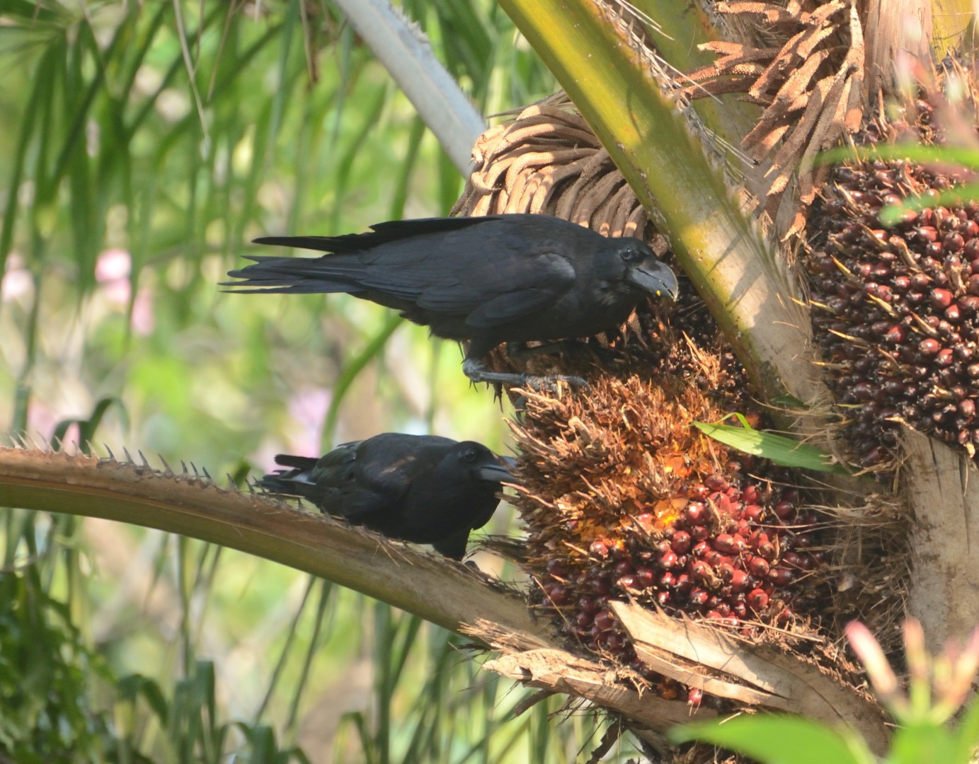 Jungle Crow
