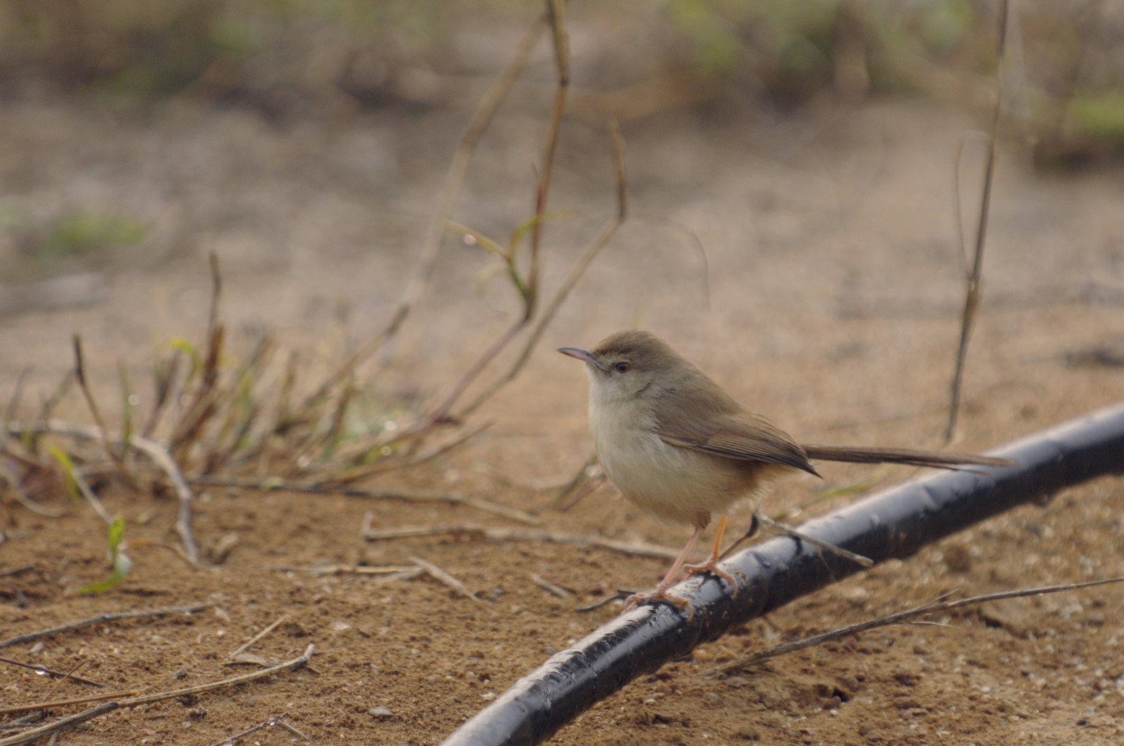 Jungle Prinia