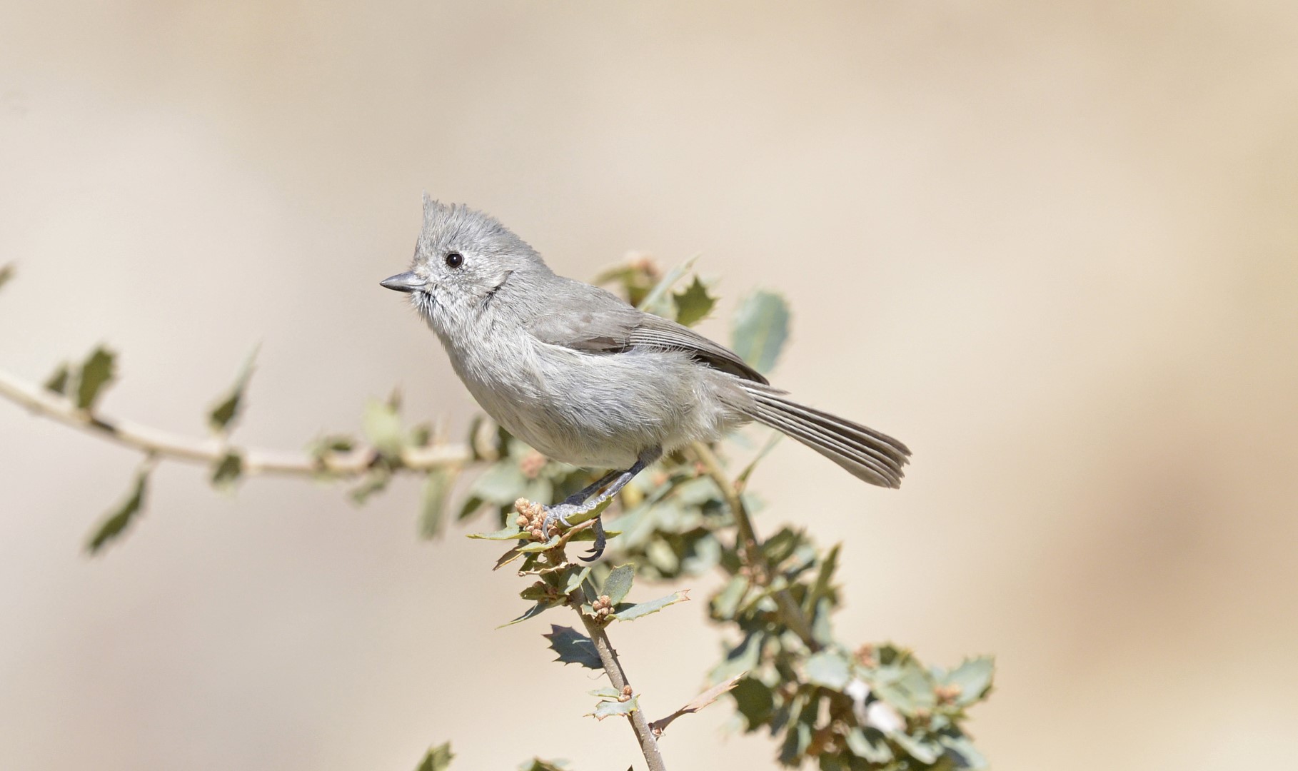 Juniper Titmouse