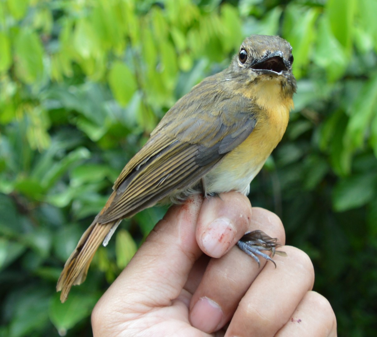 Kaday's Blue Flycatcher