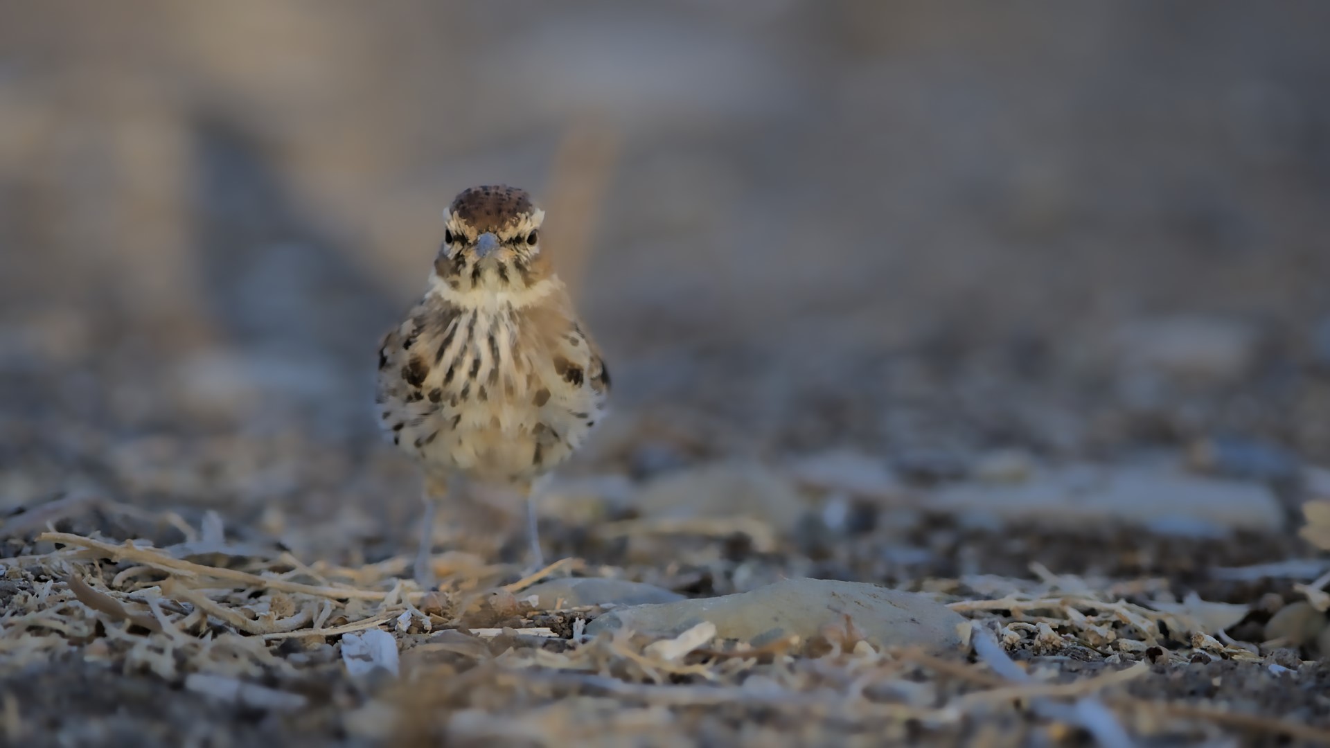 Kalahari Lark