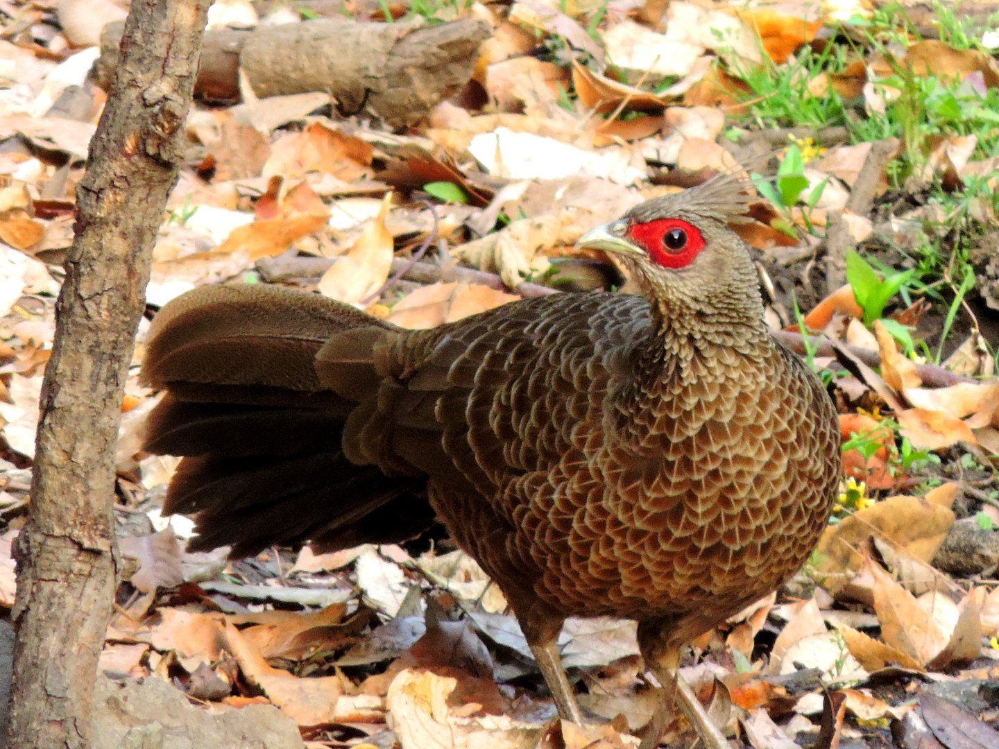 Kalij Pheasant