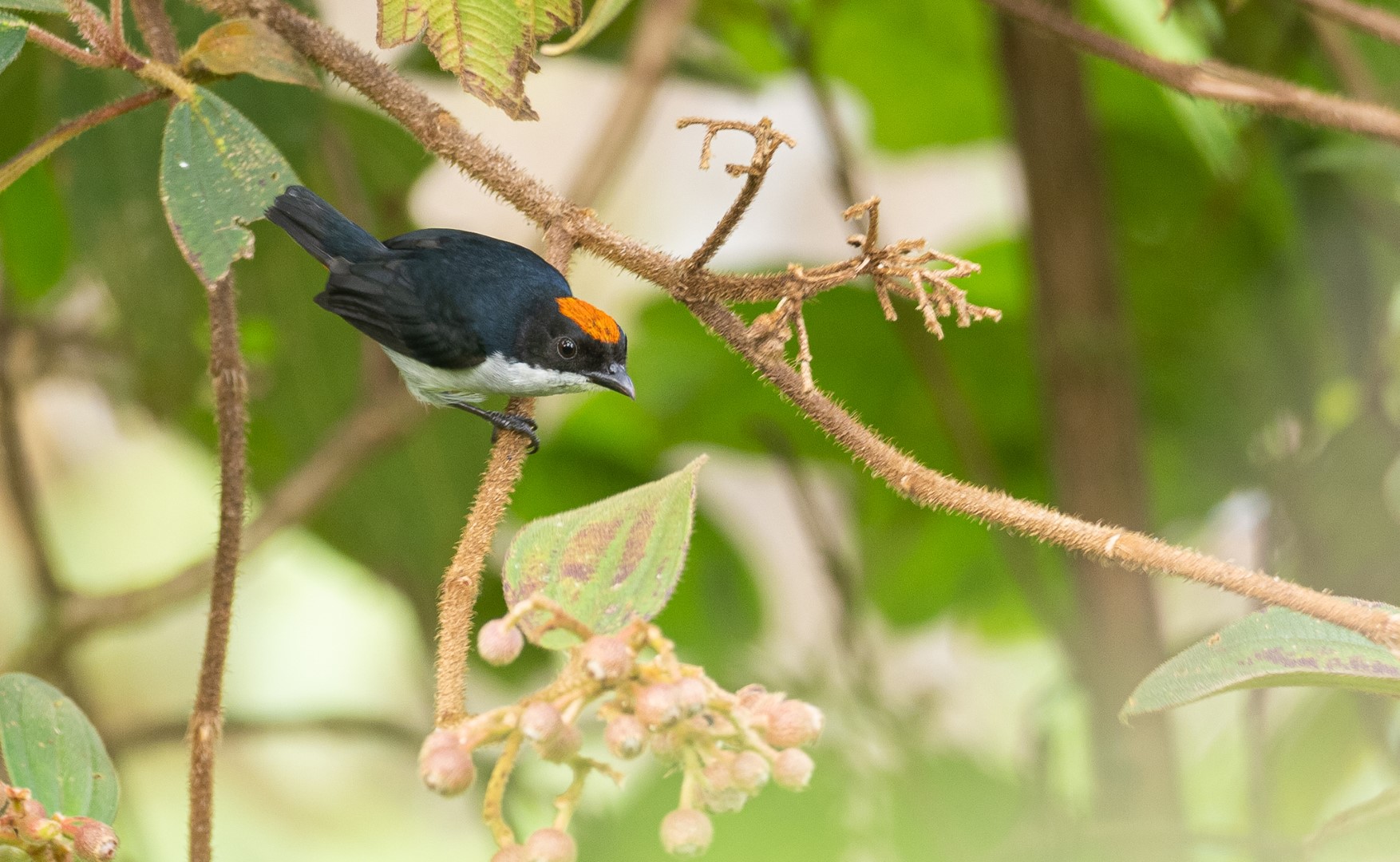 Kampalili Flowerpecker