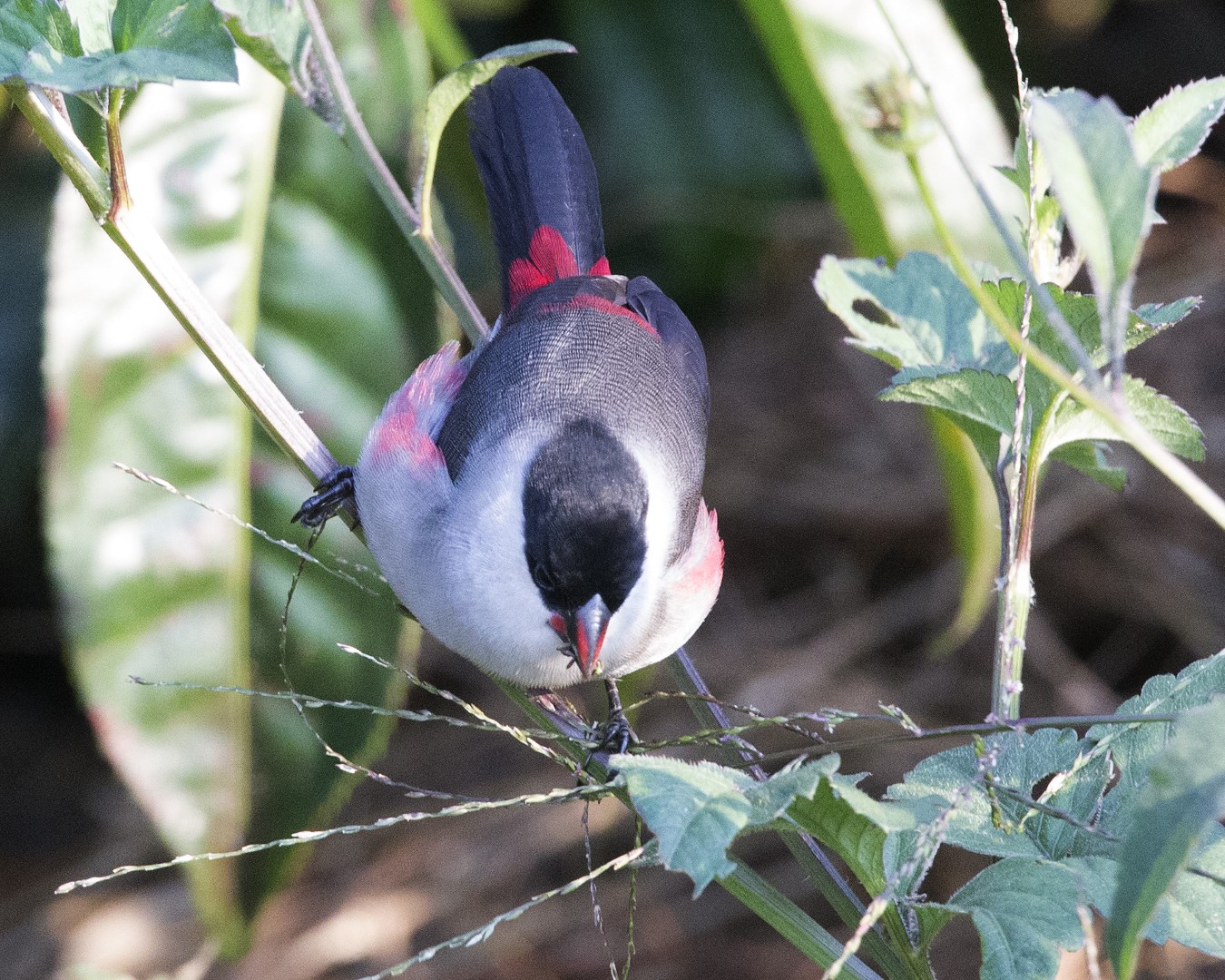 Kandt's Waxbill
