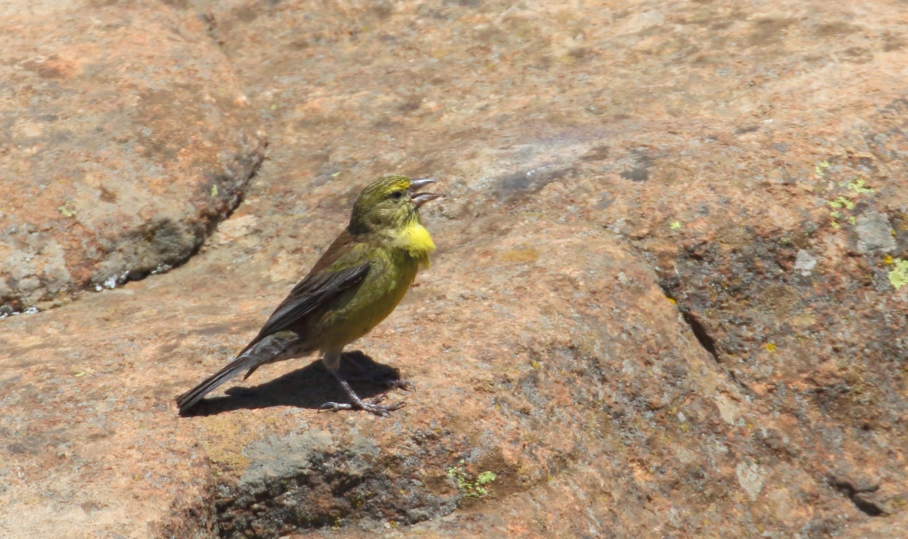 Karoo Canary