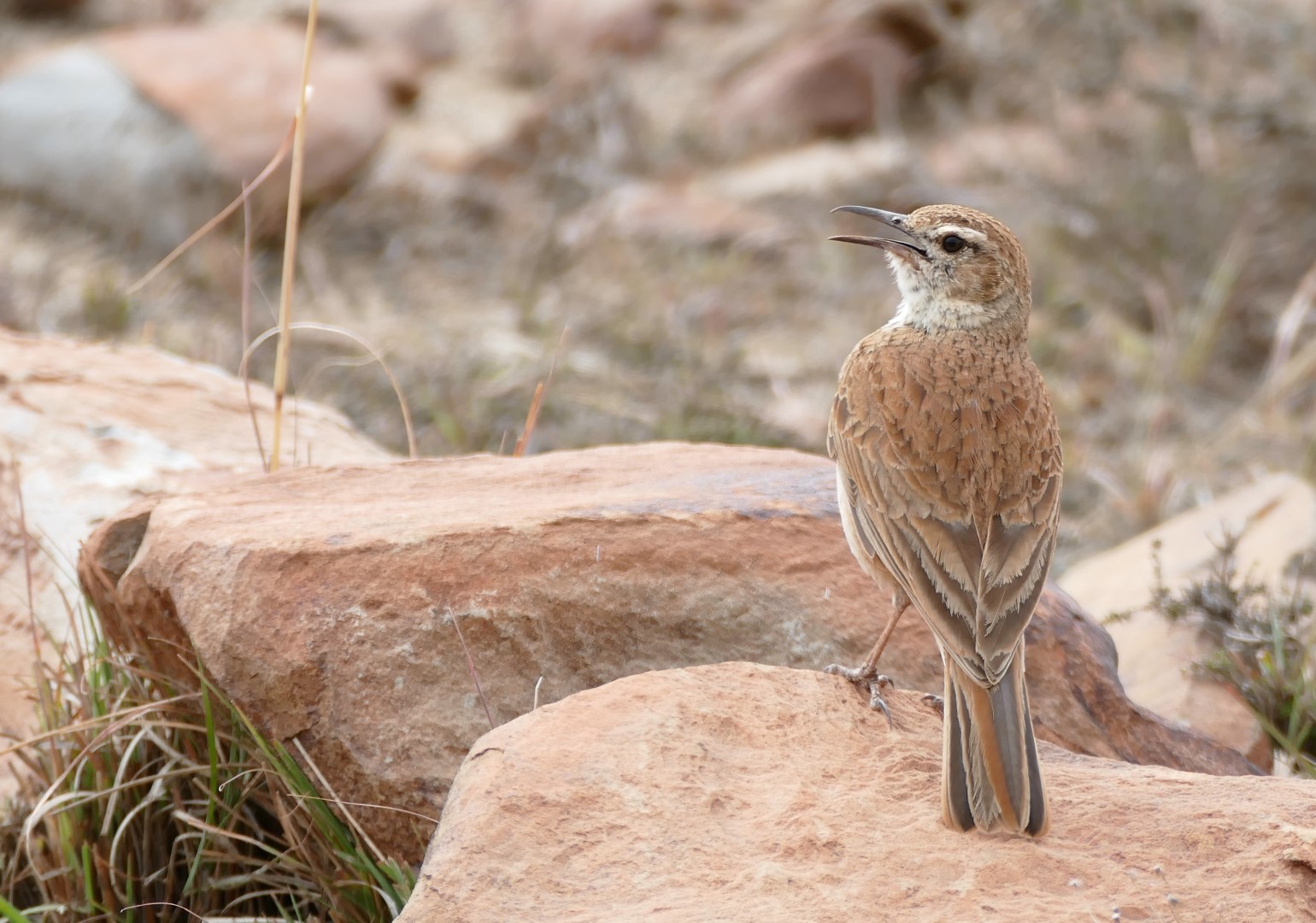 Karoo Lark
