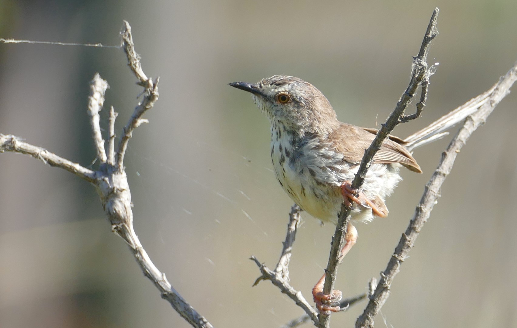 Karoo Prinia
