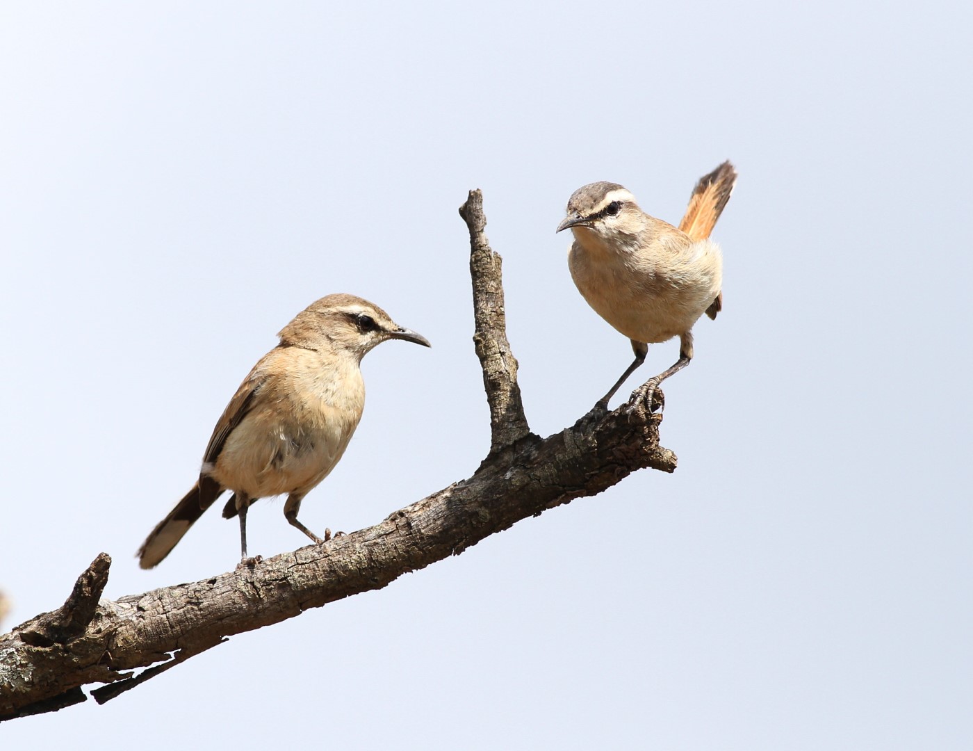 Karoo Scrub Robin