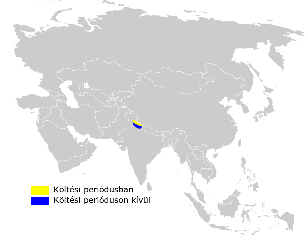 Kashmir grasshopper warbler