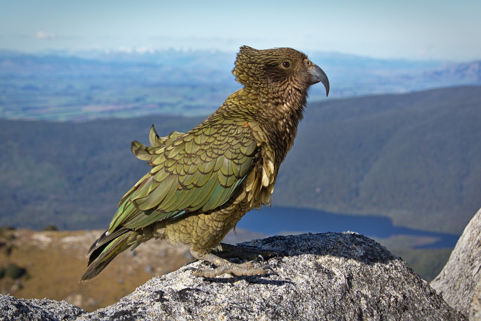 Kea