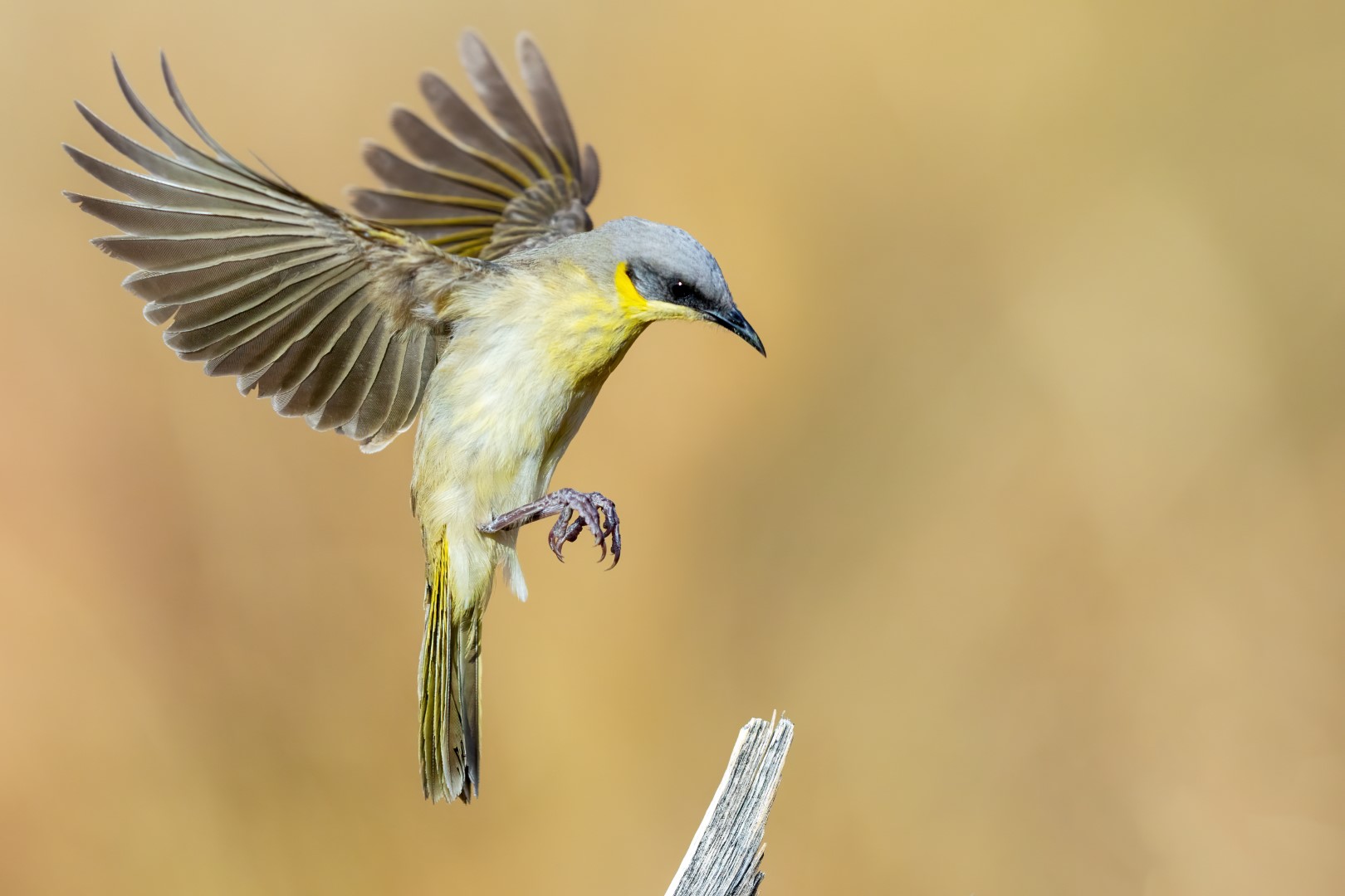 Kearland's Honeyeater