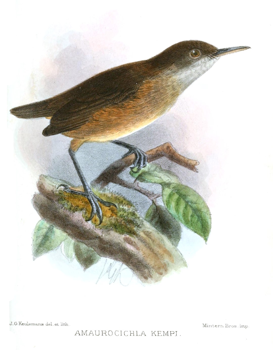 Kemp's Longbill