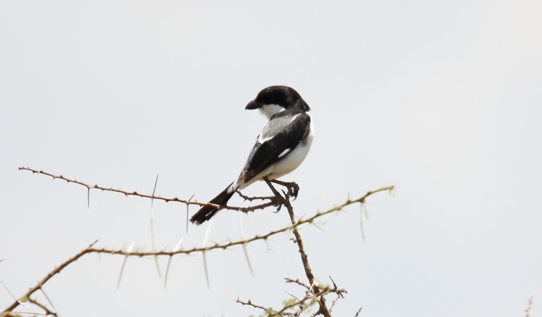 Kenya Rufous Sparrow