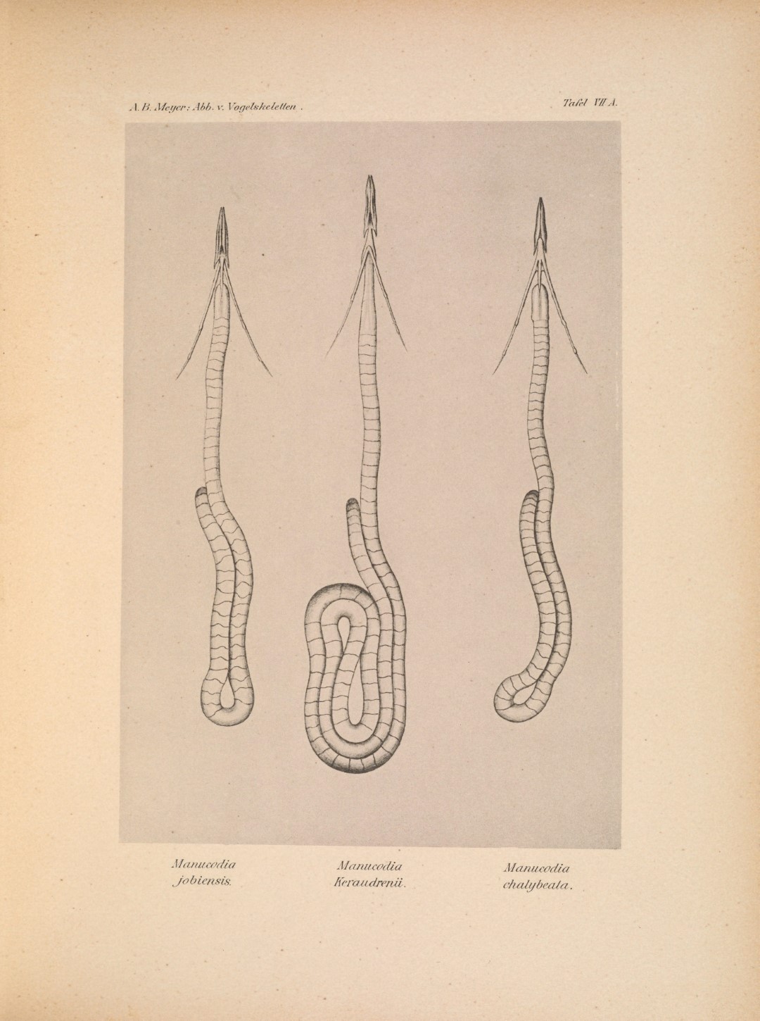 Keraudren's Phonygammus