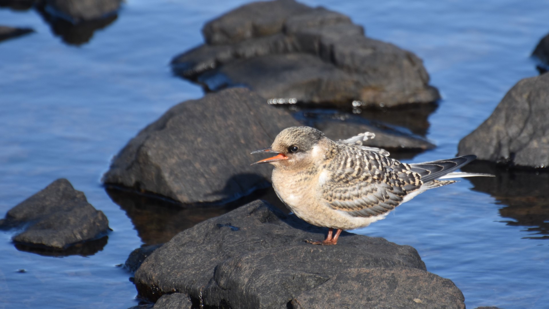 Kerguelen Tern