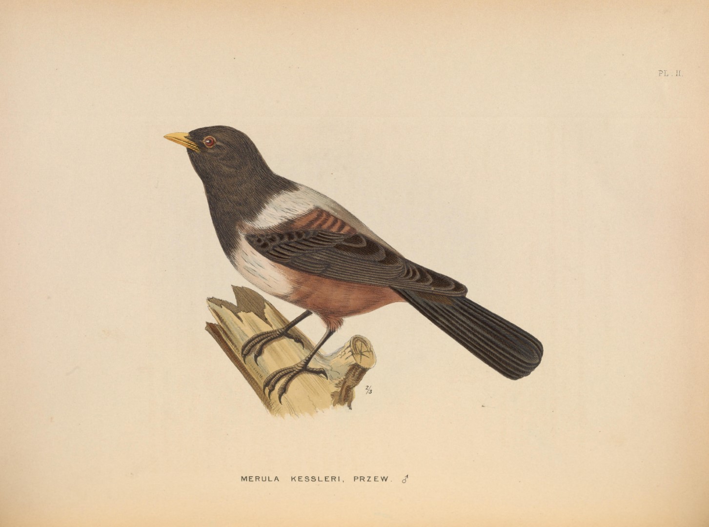 Kessler's Thrush