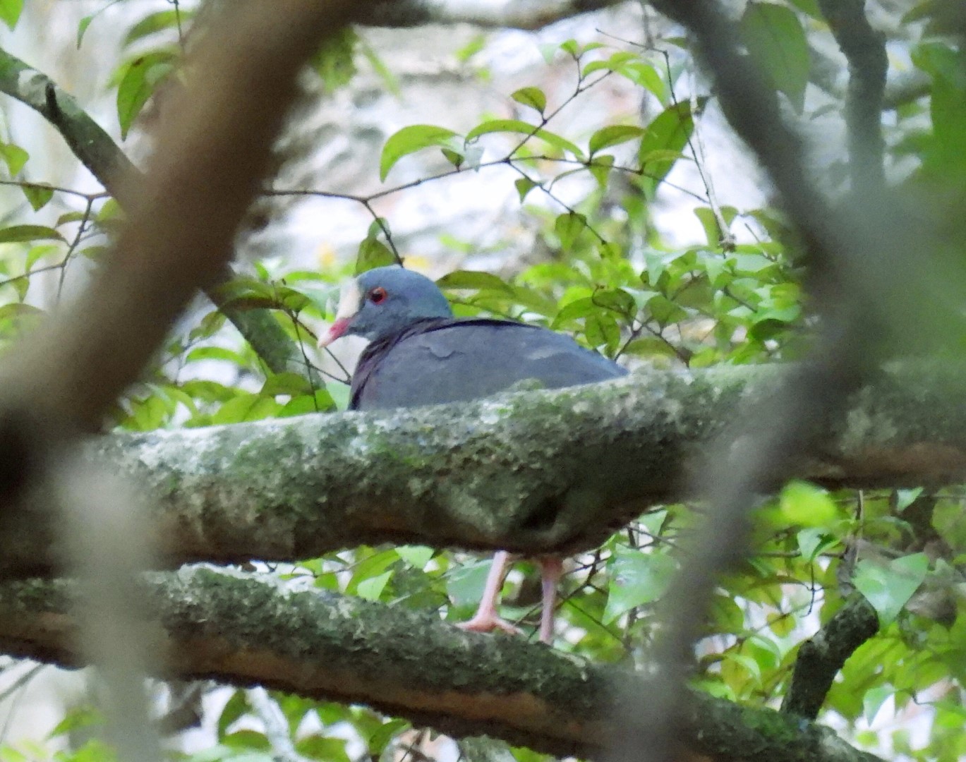 Key West Quail-Dove