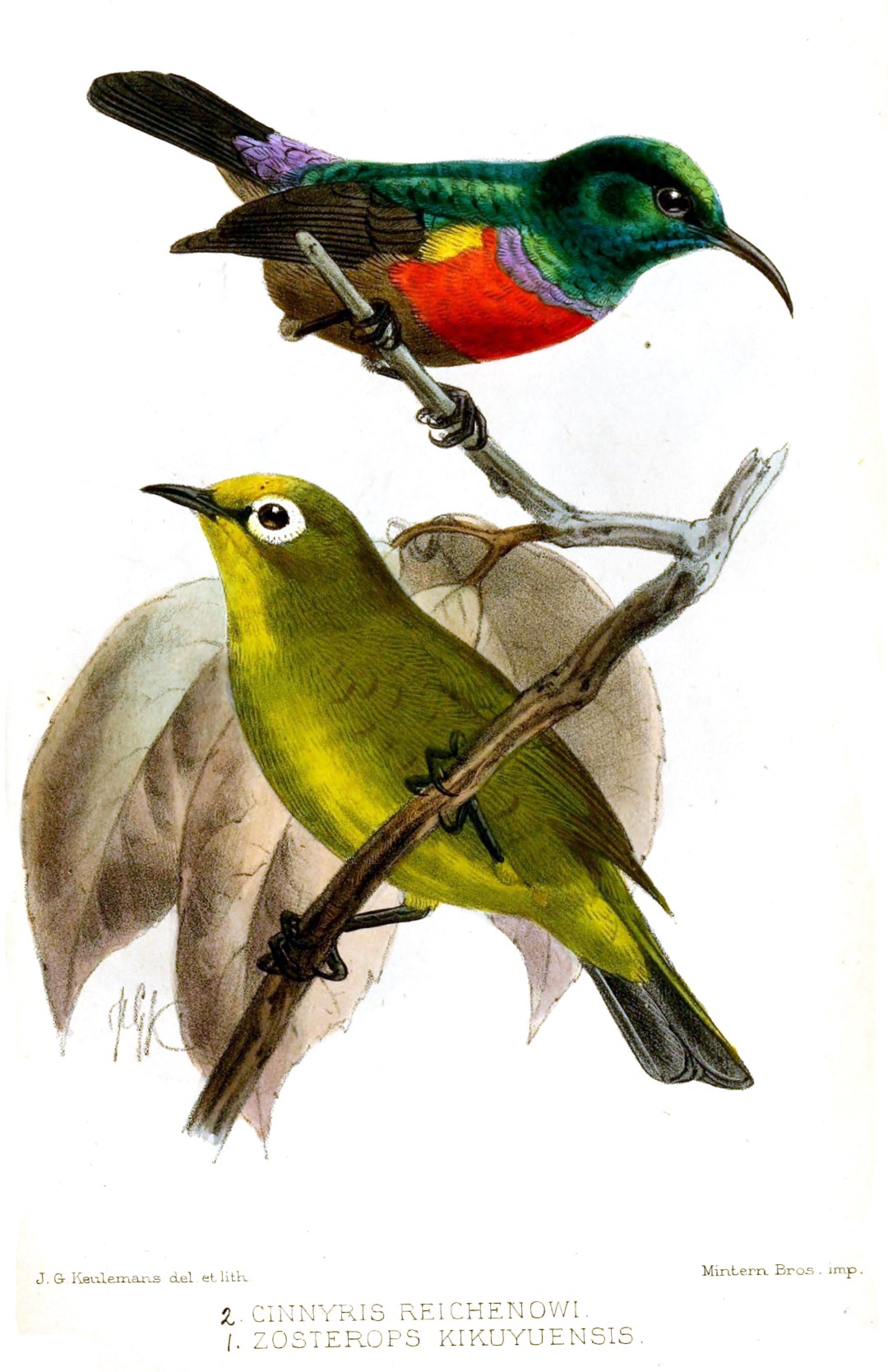 Kikuyu White-eye