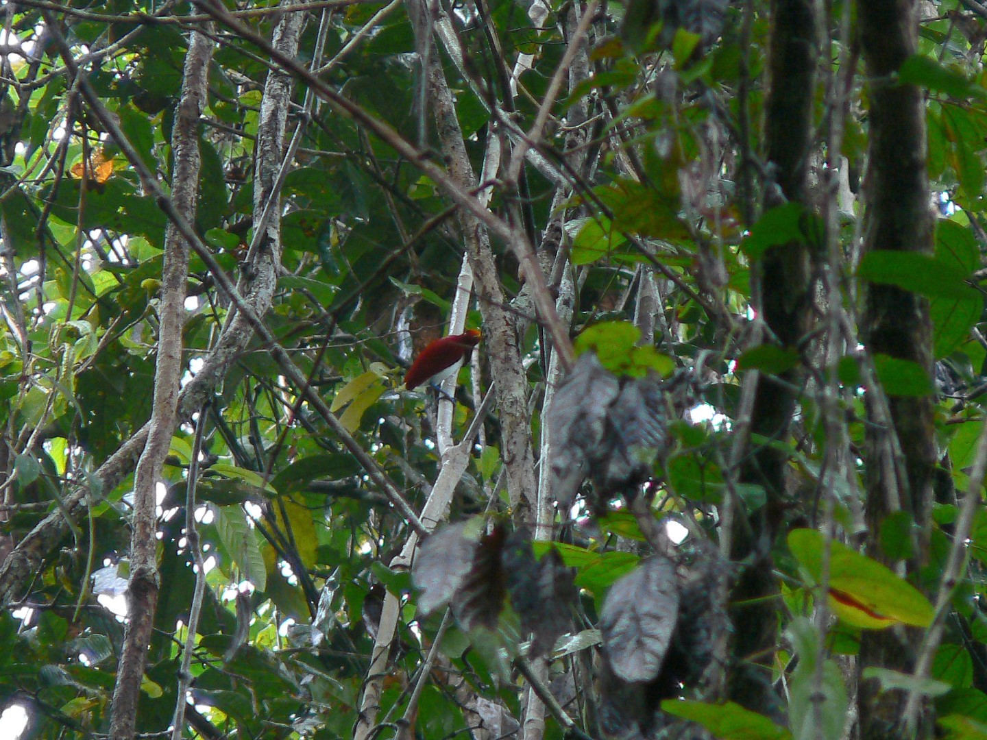 King Bird-of-paradise