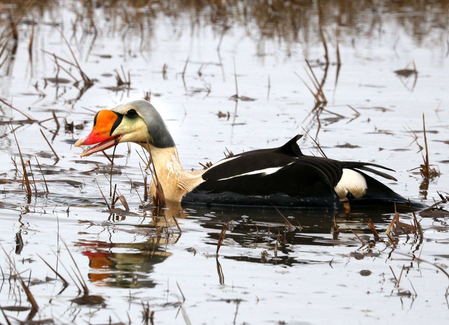 King Eider
