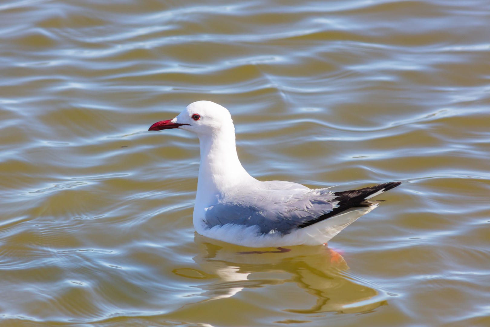 King Hartlaub's gull