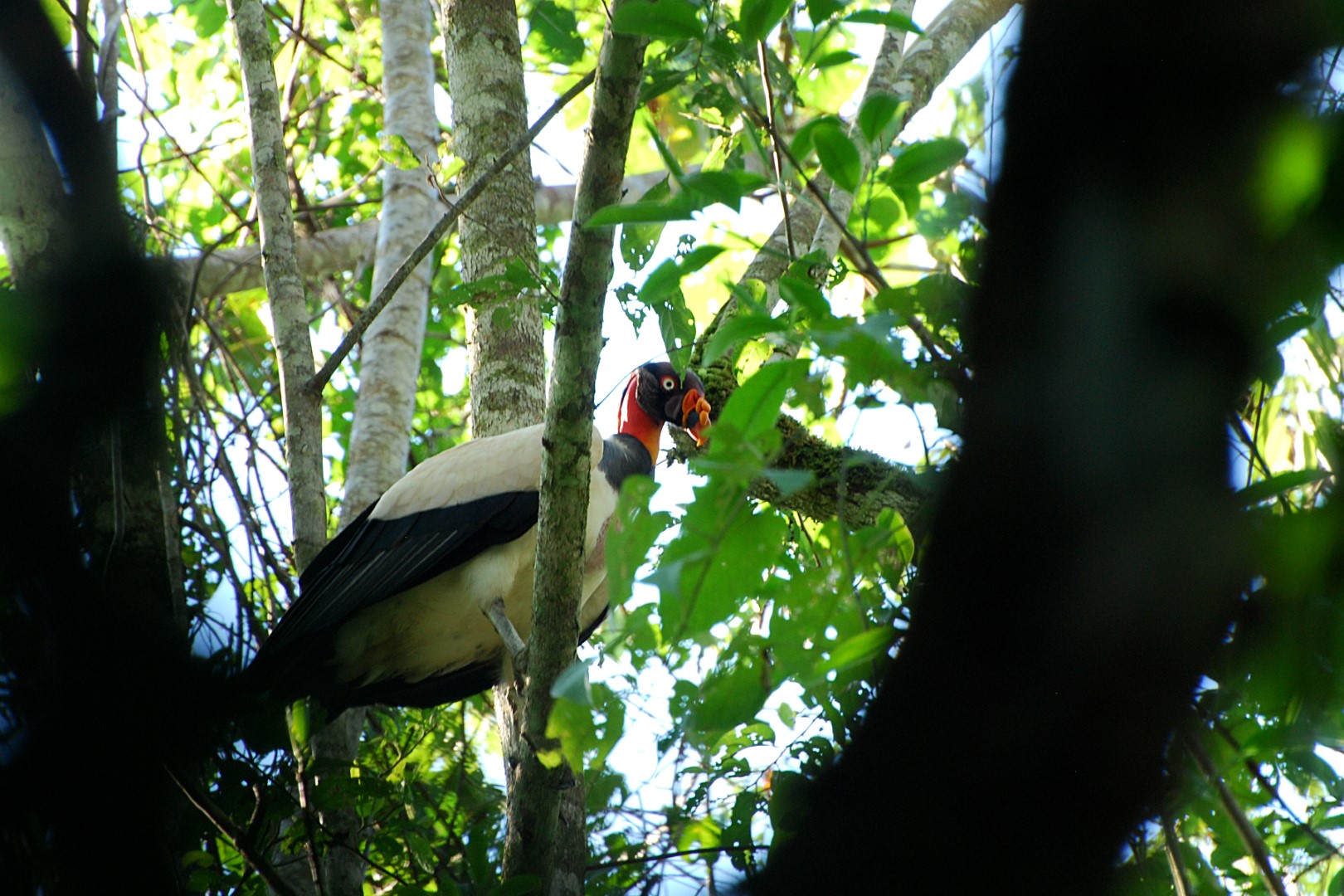 King Vulture