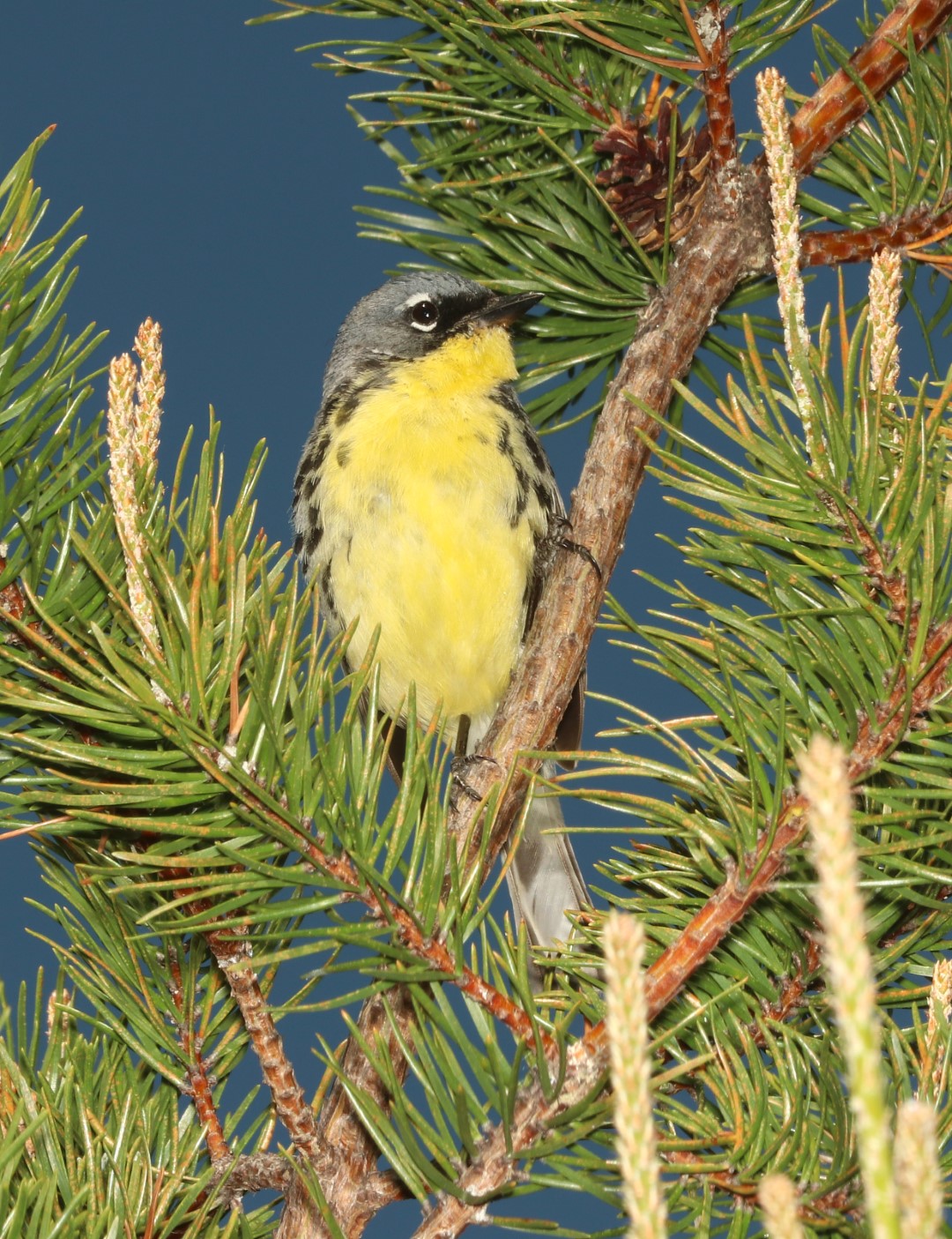 Kirtland's Warbler