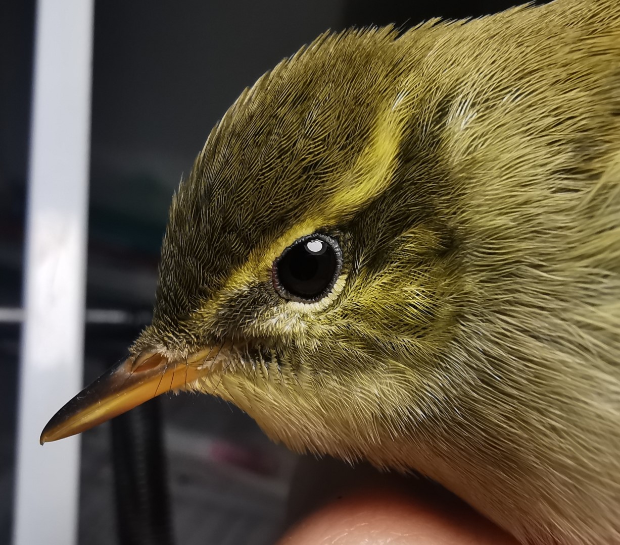 Kloss's Leaf Warbler