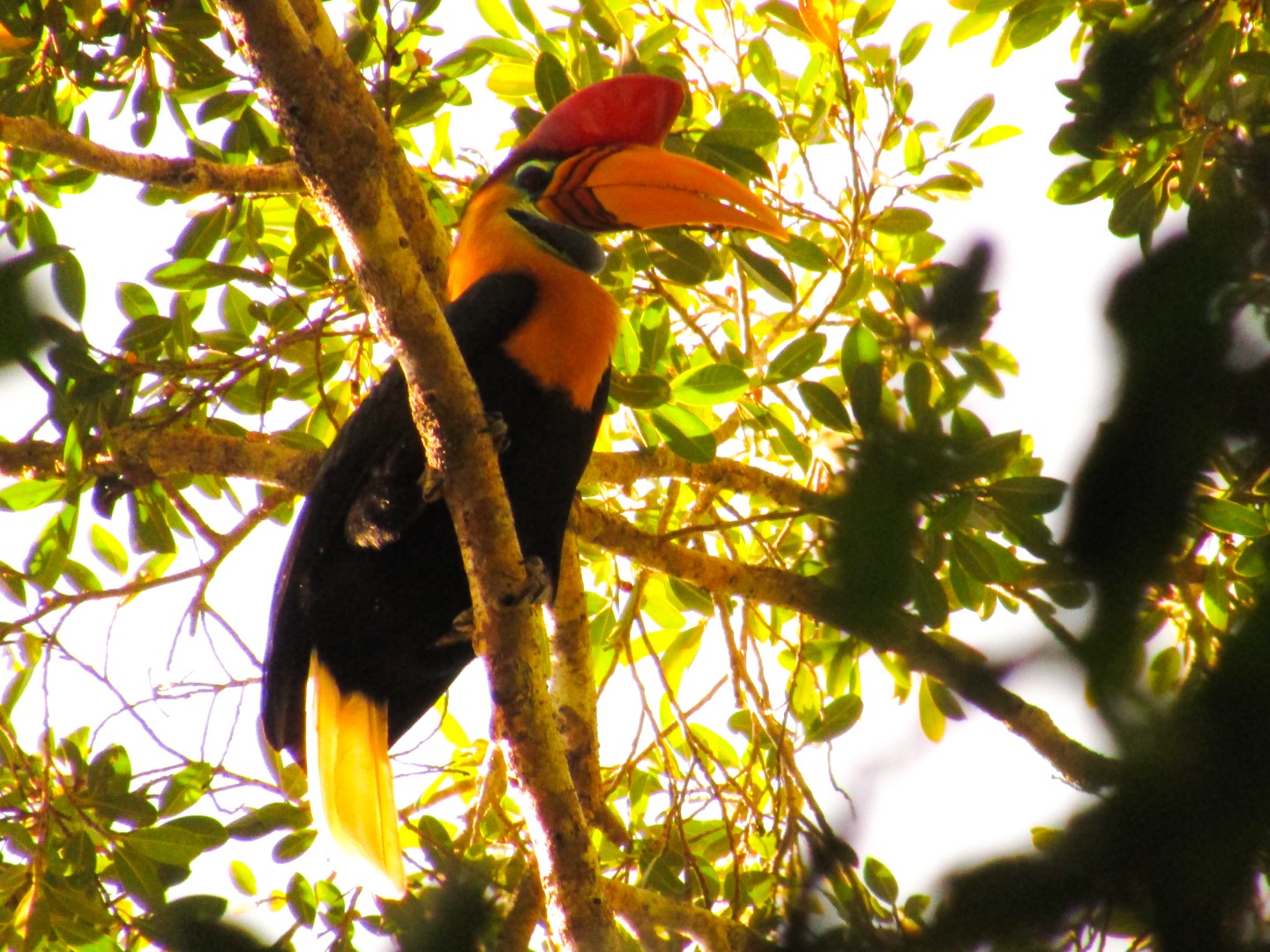 Knobbed Hornbill