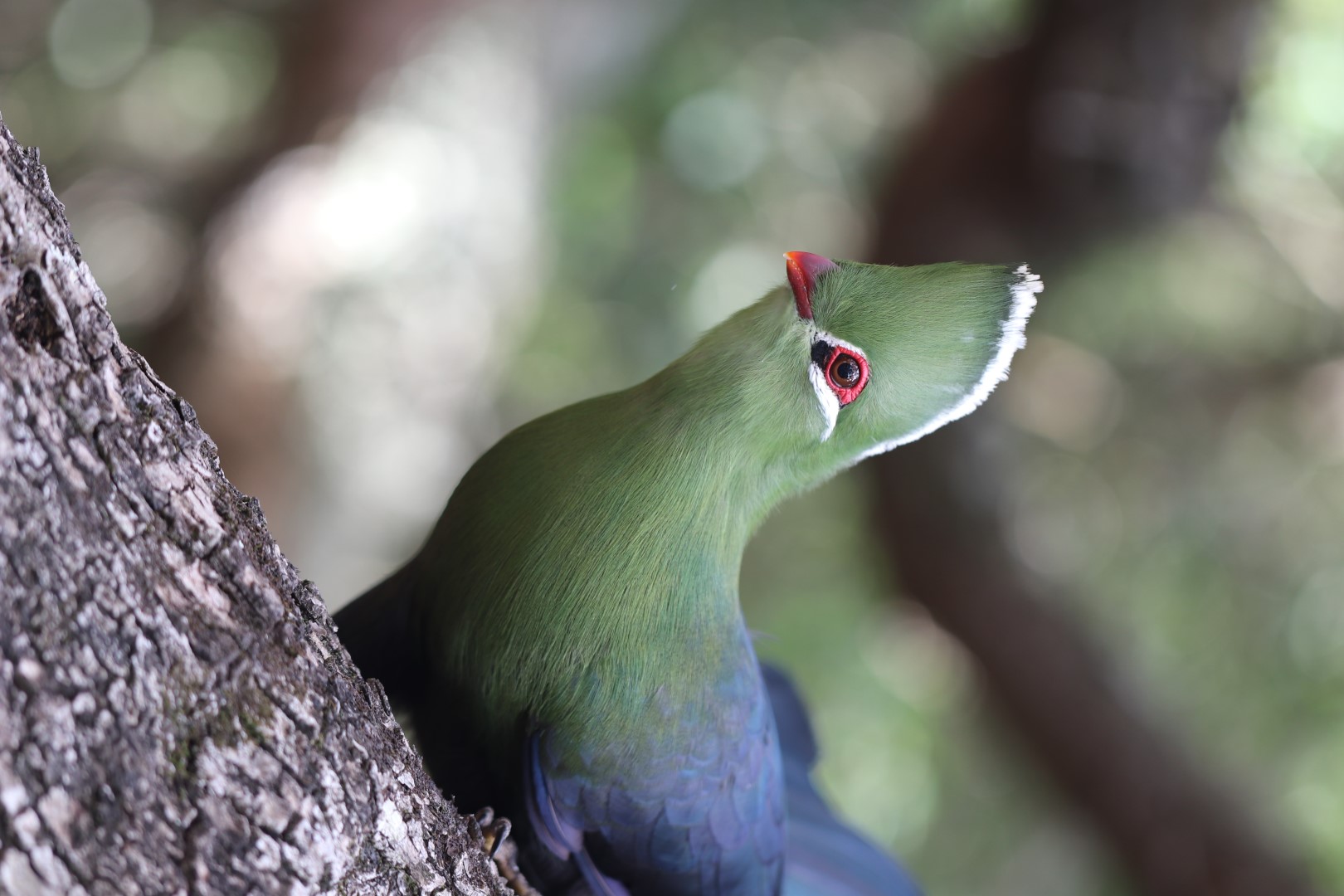 Knysna turaco