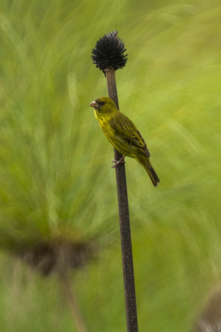 Koli Yellow Canary