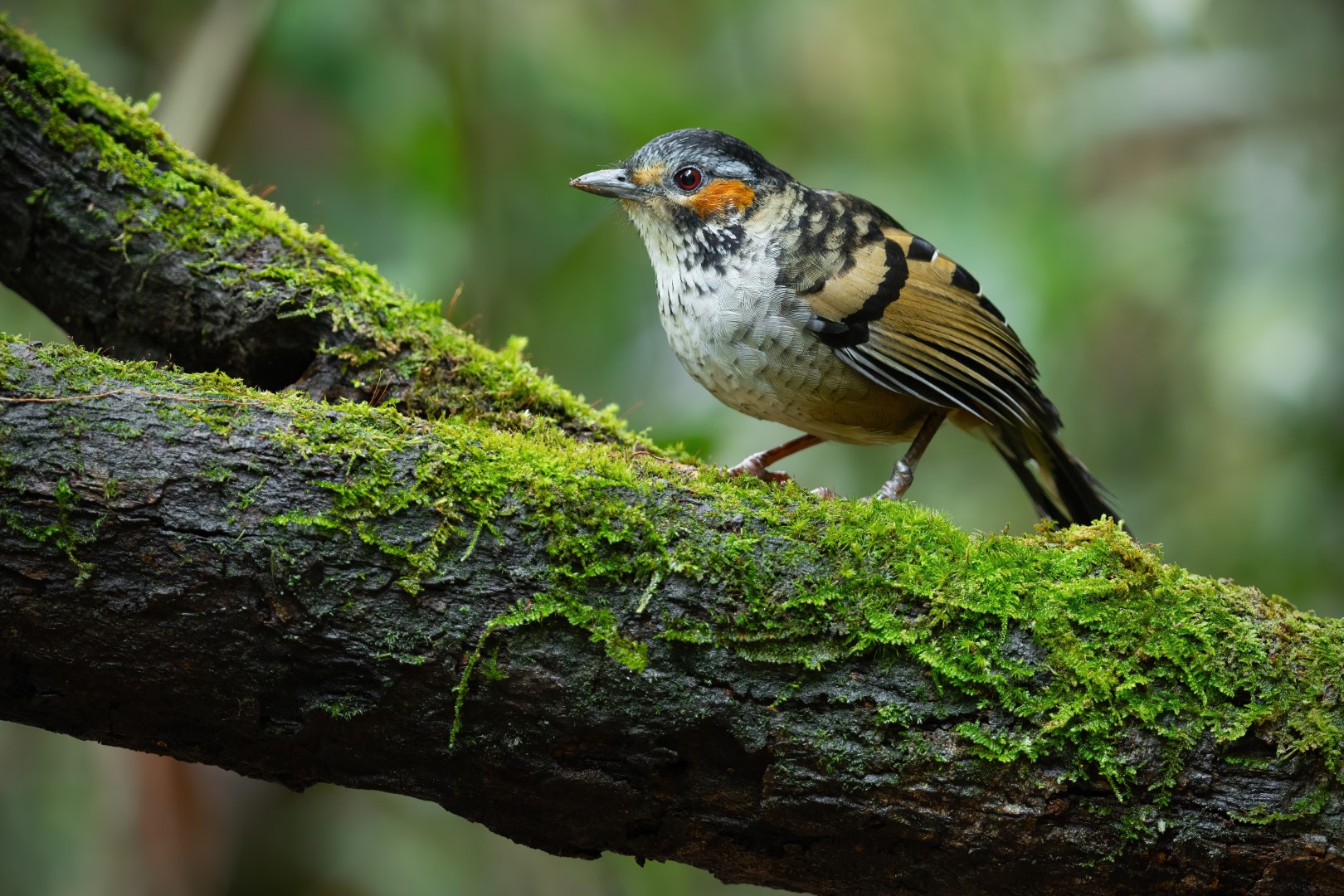 Kon Ka Kinh laughingthrush